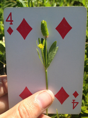 Ranunculus inamoenus