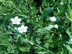 Cerastium davuricum