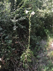 Lilium candidum