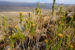 Oedera speciosa