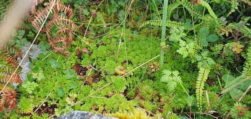 Saxifraga rosacea (Saxifraga rosacea)