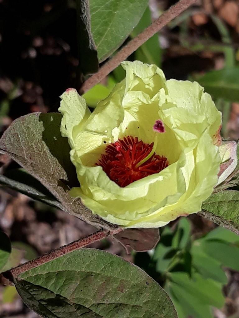 Cienfuegosia affinis