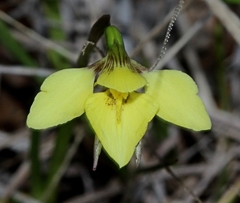 Diuris chryseopsis