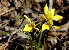 Diuris chryseopsis