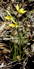 Diuris chryseopsis