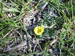 Potentilla multifida