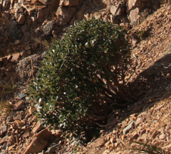 Brachyglottis buchananii