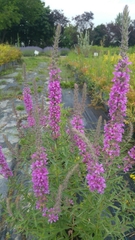 Lythrum salicaria