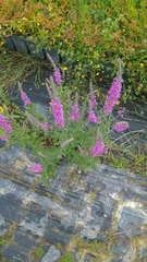 Lythrum salicaria