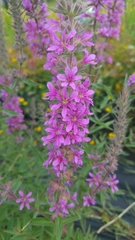 Lythrum salicaria