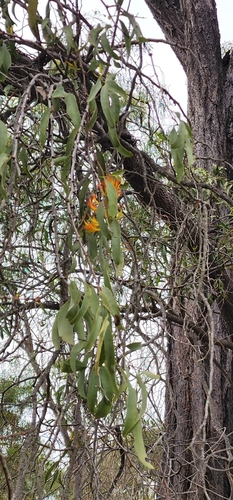 Image of Dendrophthoe glabrescens by no rights reserved