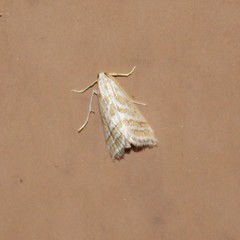 Leptosteges parthenialis