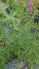 Lythrum salicaria
