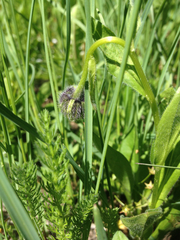 Erigeron melanocephalus