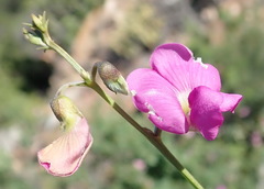 Tephrosia kraussiana