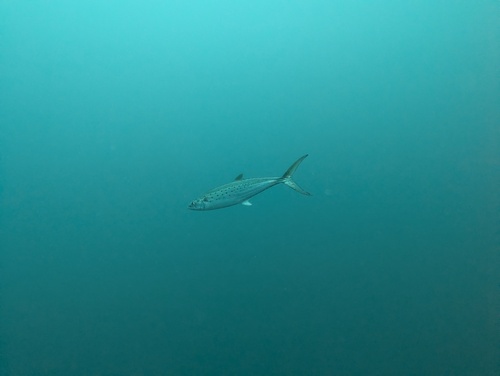 Atlantic Spanish Mackerel