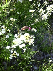 Arabidopsis arenosa arenosa