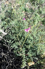 Tephrosia kraussiana