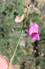 Tephrosia kraussiana