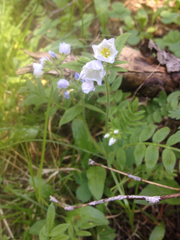 Polemonium pulcherrimum delicatum