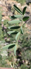 Tephrosia kraussiana