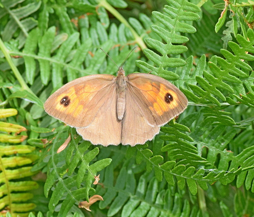 Meadow brown