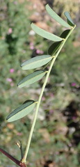 Tephrosia kraussiana