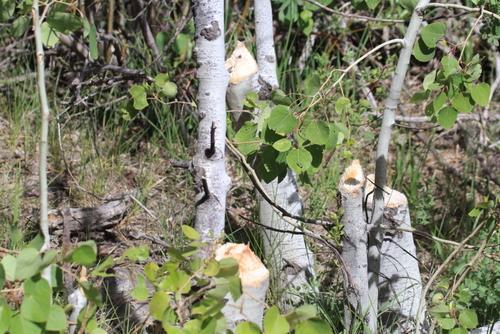 iNaturalist observation photo of American Beaver