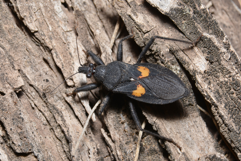 Microtomus lunifer