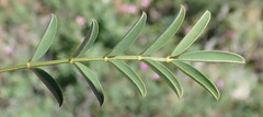 Tephrosia kraussiana