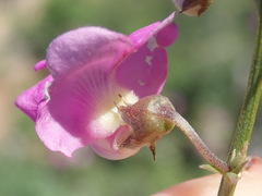 Tephrosia kraussiana