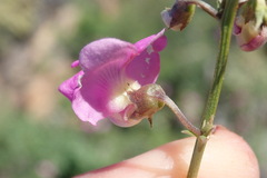 Tephrosia kraussiana