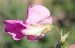 Tephrosia kraussiana