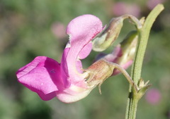Tephrosia kraussiana