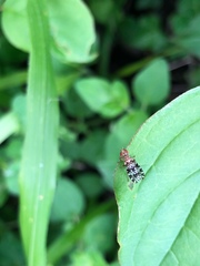 Trypetoptera punctulata