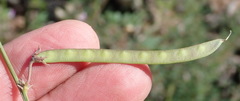 Tephrosia kraussiana