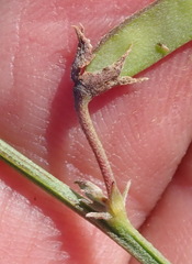 Tephrosia kraussiana