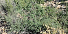 Tephrosia kraussiana