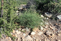 Tephrosia kraussiana