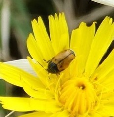 Cryptocephalus rugicollis