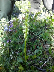 Pseudorchis straminea