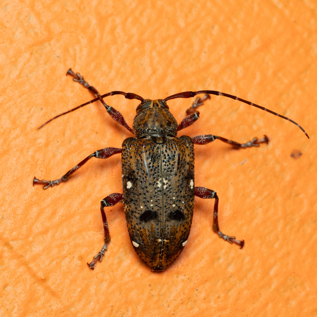 Trypanidius rubripes
