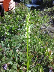 Pseudorchis straminea