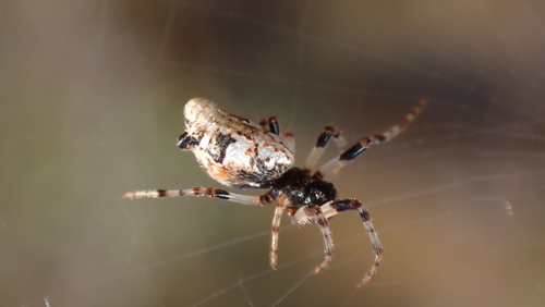 Common Garbage-Line Web Spider