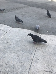 Columba livia domestica
