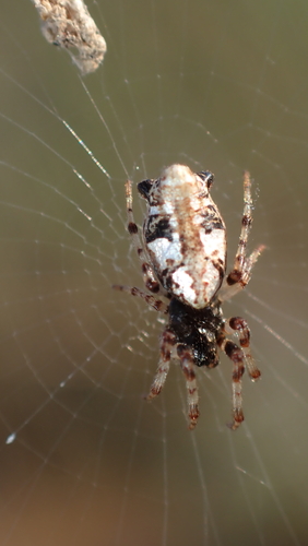 Common Garbage-Line Web Spider
