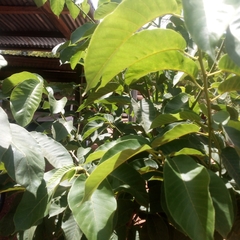 Magnoliopsida