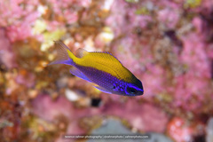 Chromis insolata