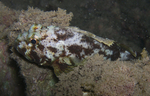 Gespikkelde schorpioenvis (Sebastapistes coniorta) — Scorpaenidae — 4