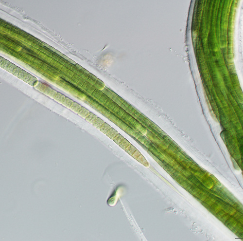 Coleofasciculus chthonoplastes observed 2023-08-18